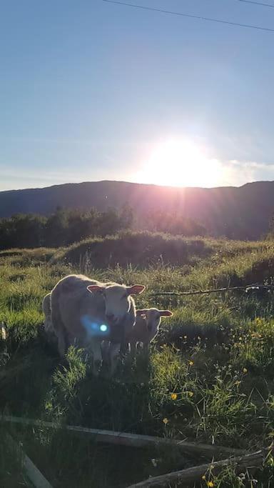 Leirfjord Skogan 아파트 외부 사진
